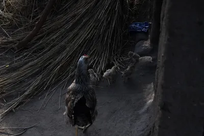 DSC_3019 (Large).JPG